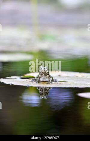 A Cape River Frog [Amietia fuscigula] sitting on a lily pad, in Betty's Bay, South Africa. Stock Photo