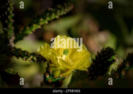 Prickly Pear Cactus at Golden Hour Stock Photo