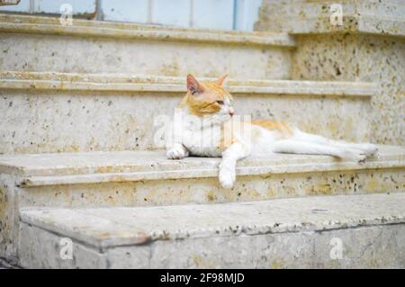 White cat with ginger markings lying on stairs Stock Photo