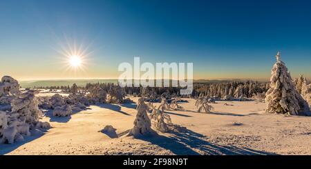 Germany, Baden-Württemberg, Black Forest, Black Forest National Park, Schliffkopf, trees, forest, winter, snow, winter landscape, sunrise Stock Photo