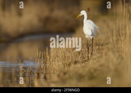 Great Egret, Ardea alba, Egretta alba Stock Photo
