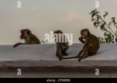 Sri Lanka, Tangalle, Mulkirigala temple, monkeys, Stock Photo