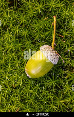 Acorn on moss Stock Photo