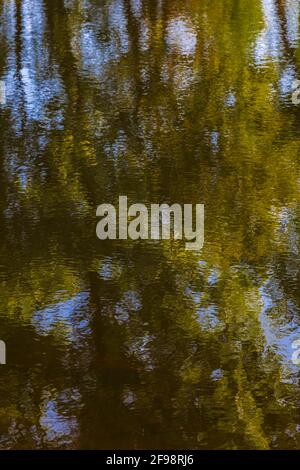 Abstract tree reflection on calm water surface Stock Photo - Alamy