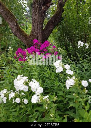 White and purple phlox perennials in the garden Stock Photo