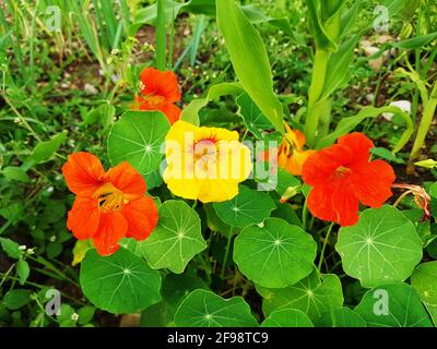 Red and yellow nasturtiums in the garden Stock Photo