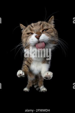 tabby white british shorthair cat licking invisible glass pane making funny face on black background Stock Photo