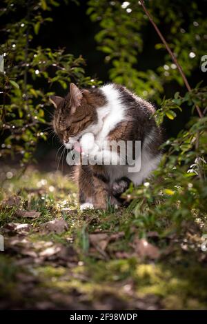 tabby white british shorthair cat grooming licking paw outdoors in nature Stock Photo