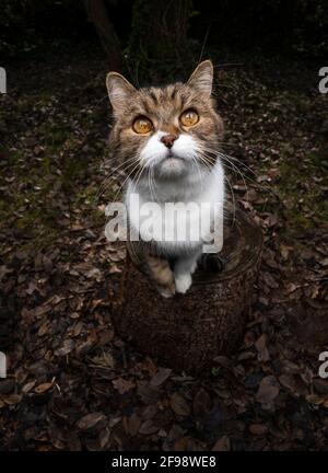 tabby white british shorthair cat sitting on tree stump outdoors in the forest looking up curiously waiting for food Stock Photo