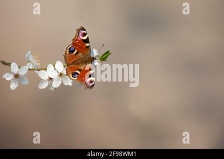 A peacock butterfly sits on the blossoms of a wild cherry. Stock Photo