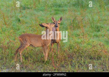 Doe with fawn in a meadow, September, Hesse, Germany Stock Photo