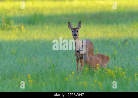 Doe with fawn (Capreolus capreolus) in a meadow, July, Hesse, Germany Stock Photo