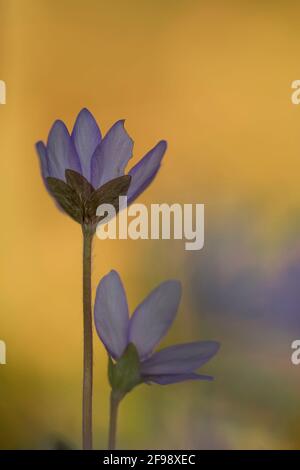 Hepatica, photographed with a macro vintage lens Stock Photo