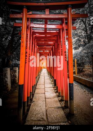 Impressive path covered by red gates at Nezu Jinja Shrine in Tokyo Stock Photo