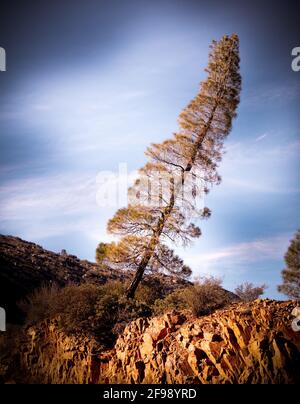 Amazing Sequoia National Forest in California - travel photography Stock Photo