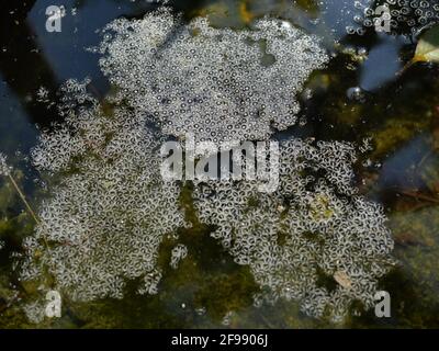 Group of frog egg foam bubble on the water surface, The species of amphibians in Thailand Stock Photo