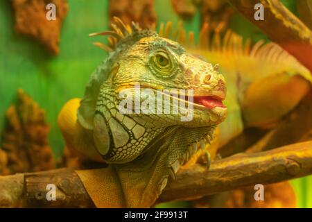 A large green scaly iguana teases and sticks out its tongue. Funny reptile