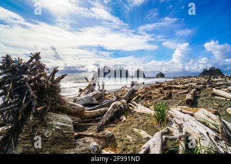The forested trail on La Push Beach Stock Photo