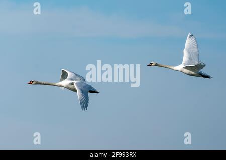 Two mute swans, (Cygnus olor), flying, wildlife, Germany, Stock Photo