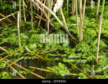 Thread algae in the garden pond Stock Photo