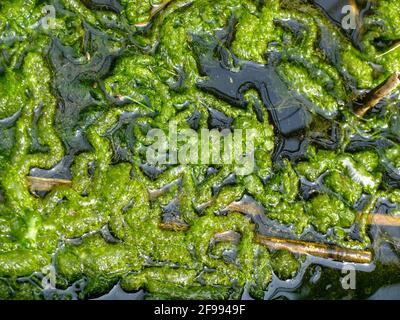 Thread algae in the garden pond Stock Photo