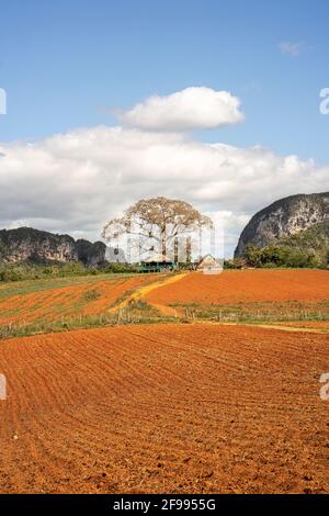 Bao Bao tree near Viñales, Pinar del Río Province, Cuba Stock Photo