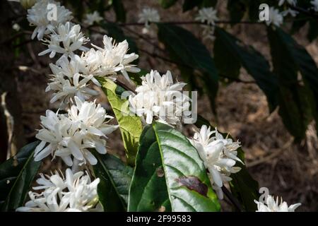 Coffee blossoms on a coffee plantation near Jibacoa in the Escambray Mountains, Villa Clara Province, Cuba Stock Photo