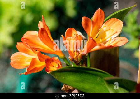 Clivia miniata, the Natal lily or bush lily, is a species of flowering plant in the genus Clivia of the family Amaryllidaceae,. Stock Photo