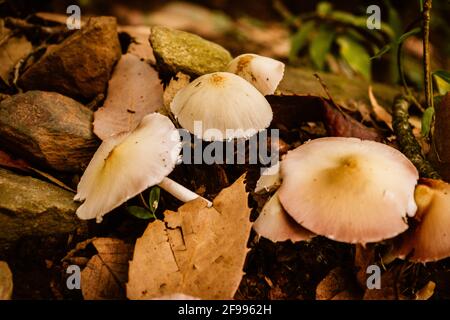 Marasmius oreades, Scotch bonnet,also known as fairy ring mushroom or fairy ring champignon. A mushroom is fleshy, spore-bearing fruiting body of a fu Stock Photo