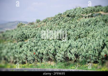agriculture in Sicily plant of small palm tree surrounded by cactus pear (soft focus) Stock Photo