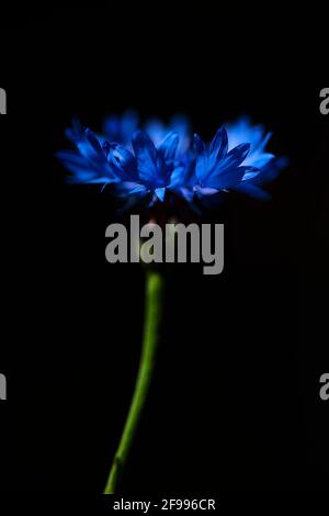 A single cornflower against a dark background Stock Photo