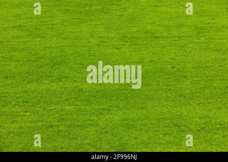 green freshly mown lawn in summer Stock Photo