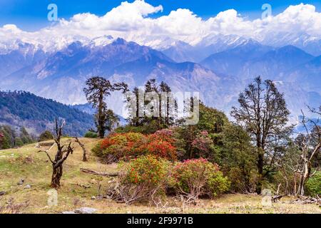 This is the view of Himalayas Panchchuli peaks & alpine landscape from Khalia top trek trail at Munsiyari. Khalia top is at an altitude of 3500m himal Stock Photo