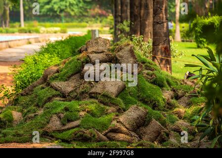 Pile of green grass turf Rolls  for district park at Delhi, India. Stock Photo