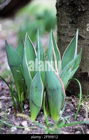 strong tulip plants in the bed in front of a tree trunk, Tulipa from the genus of the lily family Stock Photo