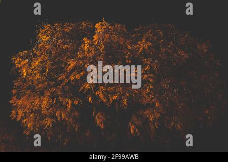 At night - light and dark - trees and leaves in autumn, illuminated Stock Photo