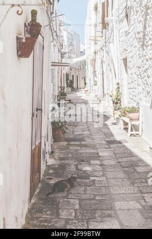 A tabby cat enjoys the shade in an alley in Ostuni - the white city in southern Italy. Stock Photo