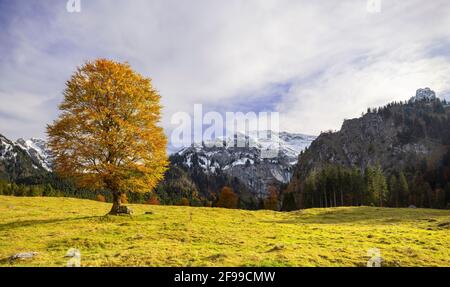 Tree in an alpine mountain landscape in front of the Hochplatte on a sunny autumn day. Ammergau Alps, Bavaria, Germany, Europe Stock Photo