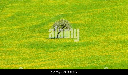Blooming apple tree in a spring meadow Stock Photo