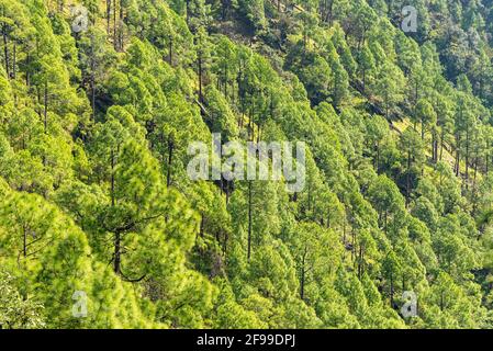 Pine tree forest  on mountain slopes of Himalayas mountains of Binsar wildlife sanctuary at Almora, Uttarakhand, India. Sustainable industry, ecosyste Stock Photo