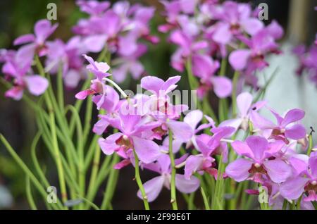 A light purple orchid is blooming in florist market. Stock Photo