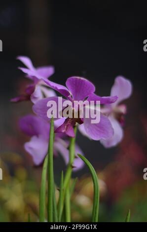 A light purple orchid is blooming in florist market. Stock Photo