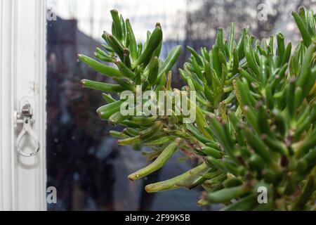 Crassula hobbit home plant in a green pot. Stock Photo
