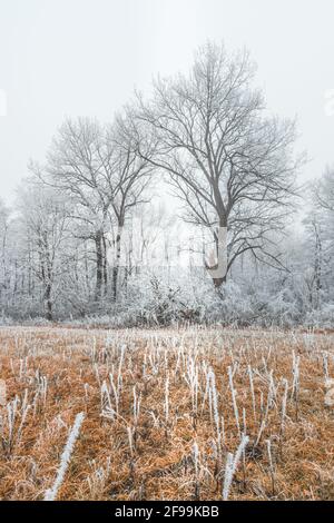 Tree covered with snow in winter landscape. Dry meadow grass and foggy morning light Stock Photo