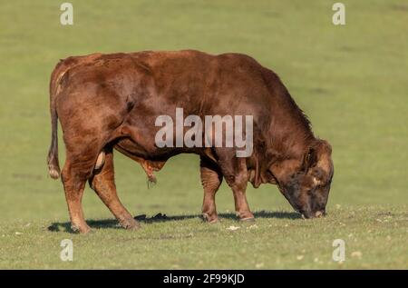 Red Ruby Devon bull, grazing pasture at Arne, Dorset. Stock Photo