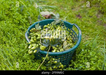 Hop harvest in Wolnzach, Bavaria, Germany Stock Photo