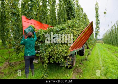 Hop harvest in Wolnzach, Bavaria, Germany Stock Photo