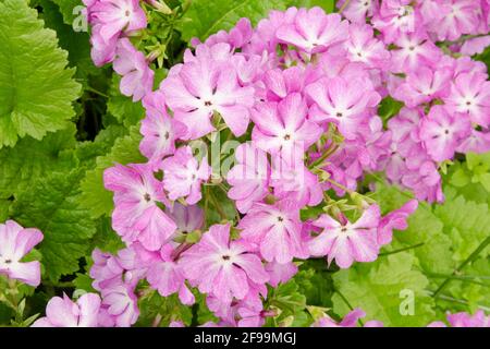 Pink primrose Fine Art Floral Natural Textures. Portrait Photo Textures. Digital Studio Background, Best for cute family photos, atmospheric newborn Stock Photo