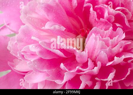 Pink peony Fine Art Floral Natural Textures. Portrait Photo Textures. Digital Studio Background, Best for cute family photos, atmospheric newborn Stock Photo