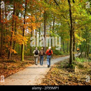 Three seniors are hiking in the autumn forest Stock Photo